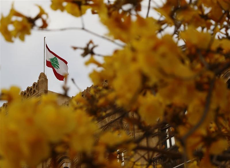 Spring arrives at Lebanon... Beautiful yellow flowers are blossoming in... (Downtown Beirut)