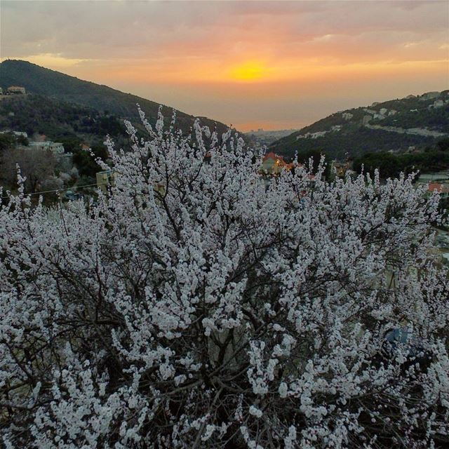 Spring before spring ...  lebanon  ig_lebanon  livelovebeirut ... (`Aramoun, Mont-Liban, Lebanon)