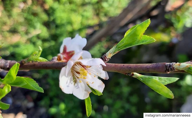 Spring blossom 🌸... (El Zaaïtré, Mont-Liban, Lebanon)