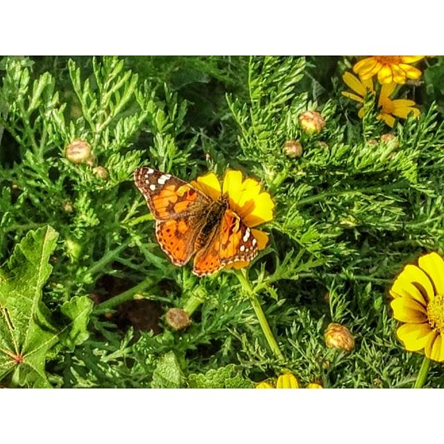  spring  butterfly  beirut  lebanon  hdr ...