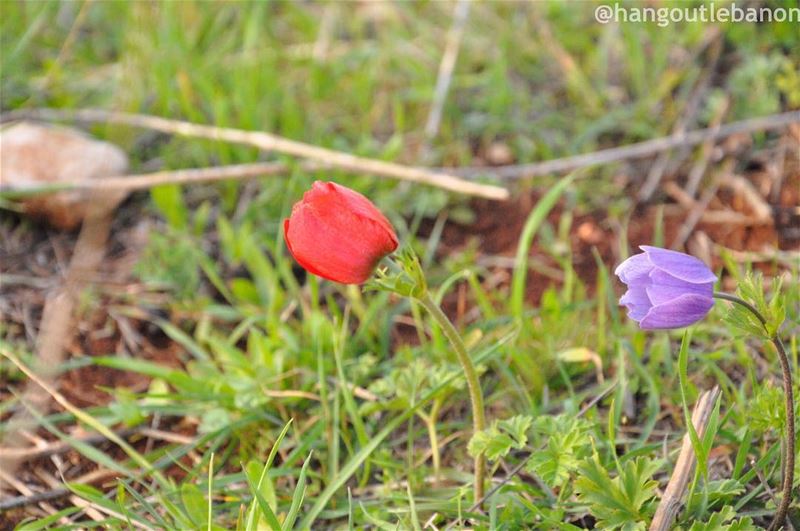 Spring colors !  nofilterألوان الرّبيع--------------------------------... (الطيبة - Al-Taybeh)