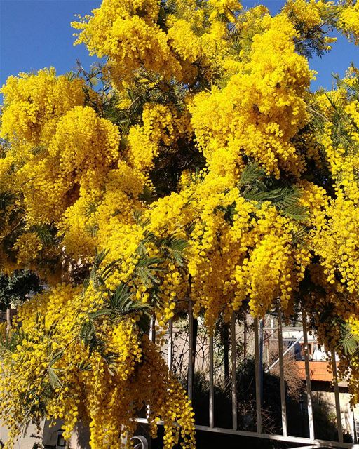 Spring explosion here and there. Got to plant these!! mimosa  flower ... (Dayr Al Qamar, Mont-Liban, Lebanon)