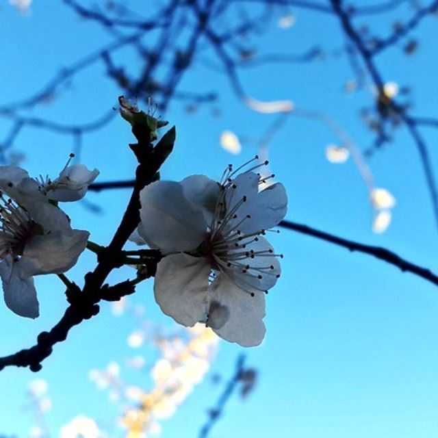  spring  flower  blossom  photography  proudlylebanese  instaphoto ...
