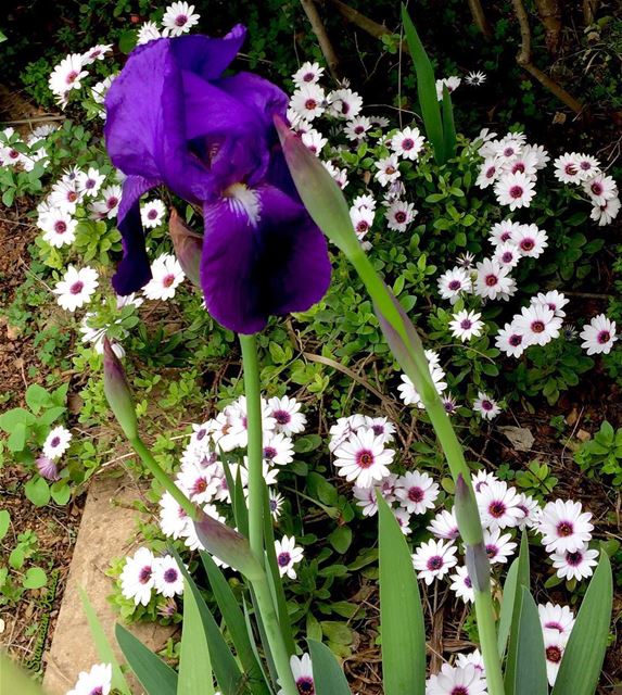 spring  flowers  colors  my garden...