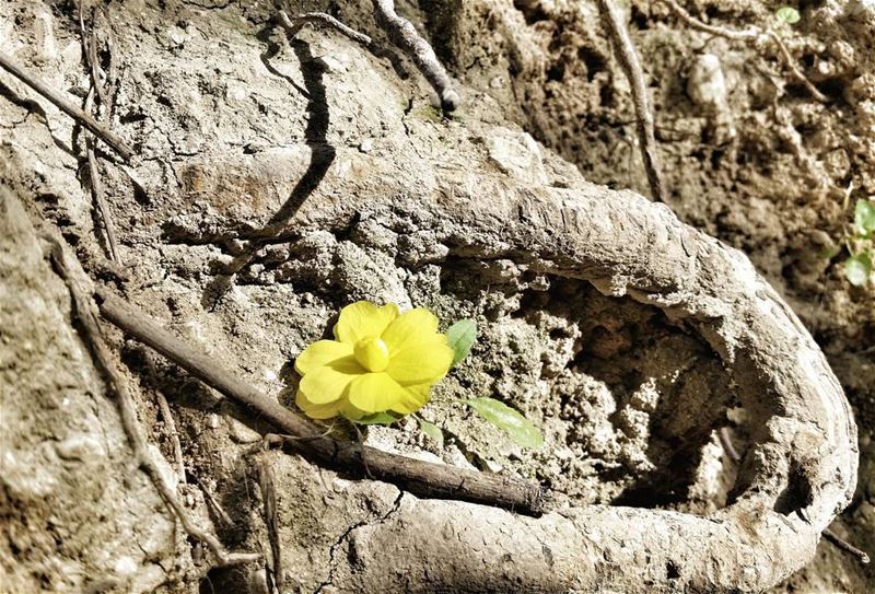 🌻🌻🌻 Spring flowers 🌻🌻🌻📷 Lebanon/Akkar/In 11/4/2017😄😊☺👌👏... (`Akkar, Liban-Nord, Lebanon)