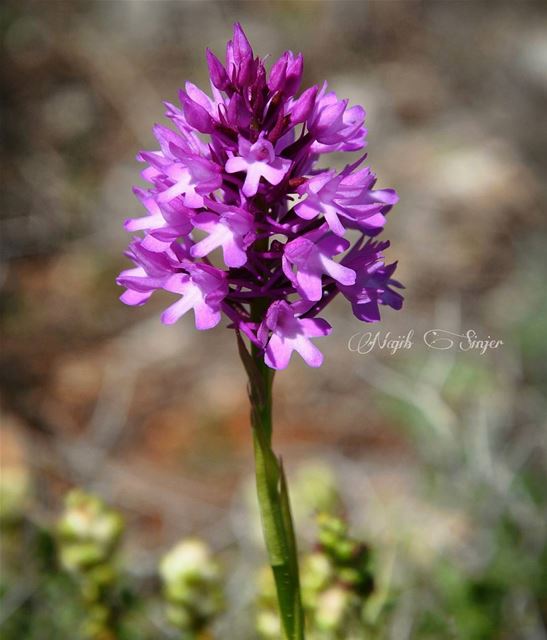  Spring  flowers  plant  plants  flower  lebaneseinstagram ... (Baakline, Mont-Liban, Lebanon)