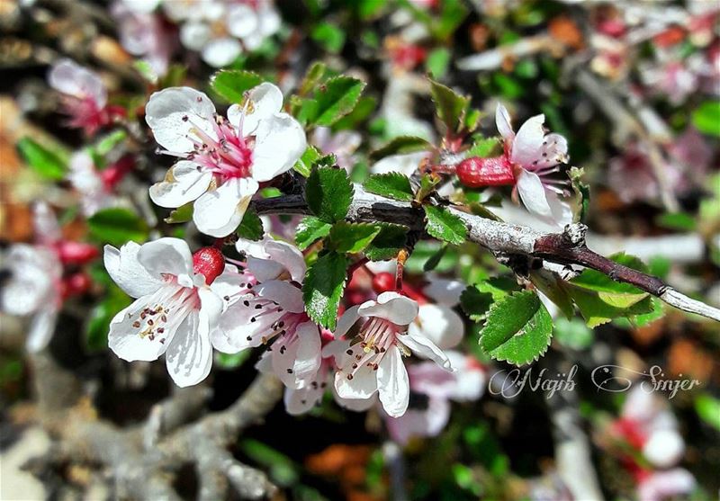  Spring  flowers  plant  plants  flower  lebaneseinstagram ...