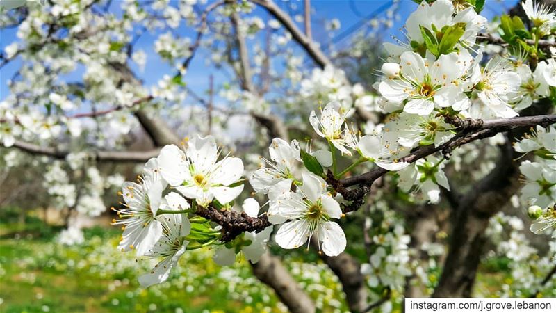  Spring  Freshness 🌸🌳🌞  HelloSpring  SpringIsHere  SpringFest ...