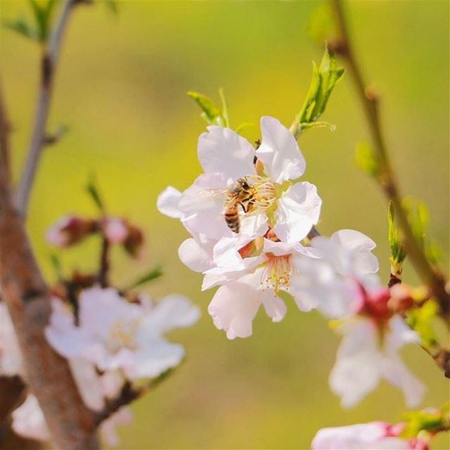  spring  hermel  bekaa  lebanonPhoto credits by @houssam.taha nature ... (Hermel)