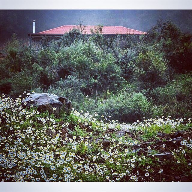 Spring in autumn. smile  nature  naturewalk  autumn🍁  architecture ... (Nahr Adh Dhahab, Mont-Liban, Lebanon)