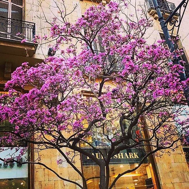 Spring in downtown Beirut 🌸  livelovebeirut  repost from @amra_lb ...... (Downtown Beirut)