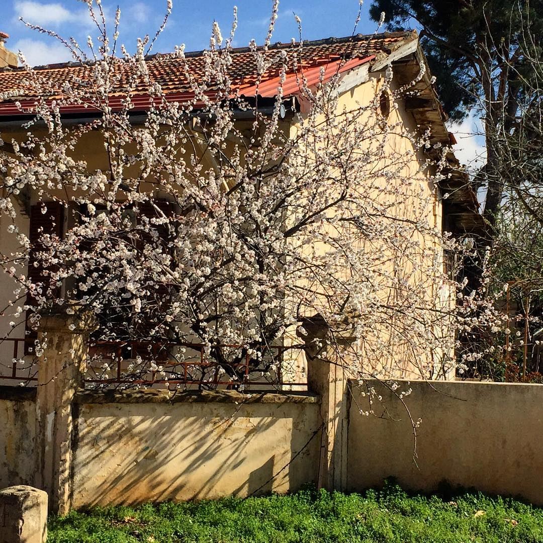 Spring in full bloom 🌱🌸  photo  love  photography  me  picoftheday ... (Riyaq, Béqaa, Lebanon)