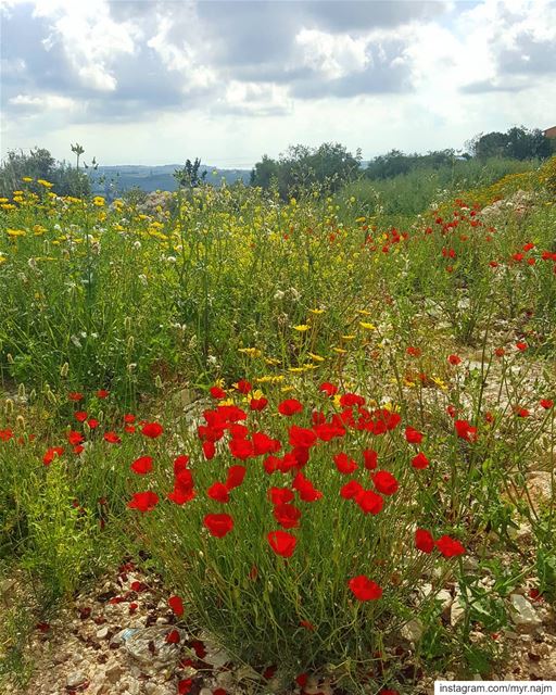 Spring in full swing 😍😍😍 I havent left Beirut in so long and this is... (Ansar, Lebanon)