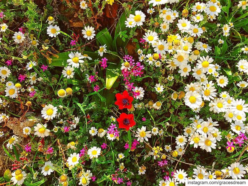  Spring in  Lebanon 🌺🌼🌸 ....... Flower  Flowers  Daisies ... (Chouf)