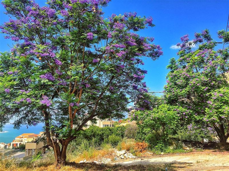 Spring in Lebanon 🌳💜  livelovelebanon  livelovejounieh ... (Adma, Mont-Liban, Lebanon)