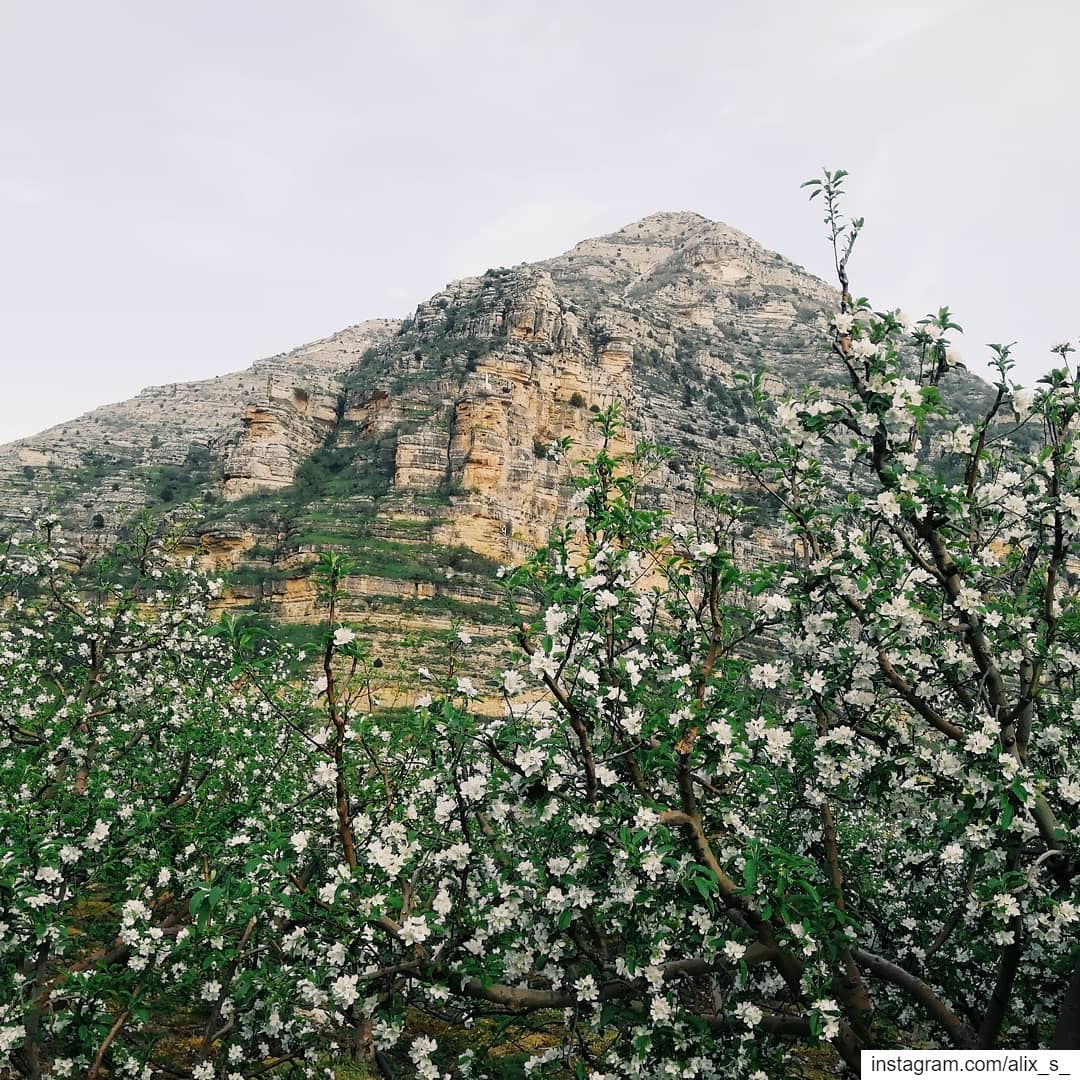 Spring in mountains 💕  Lebanon  spring  aqura ... (Aaqoura, Mont-Liban, Lebanon)