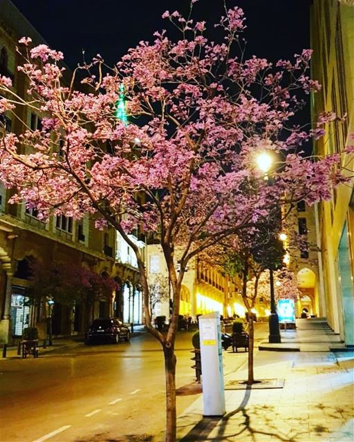 Spring in the dark 🌸🏵🌸🏵🌸🏵 .......... Lebanon  Beirut ... (Downtown Beirut)