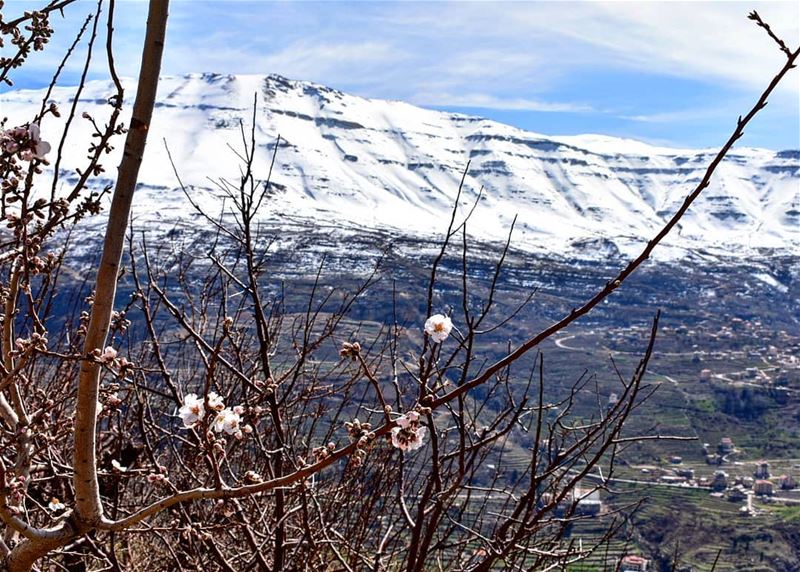 Spring is blossoming, Winter is fading livelovebcharre  cedars  snow ... (Bcharreh, Liban-Nord, Lebanon)
