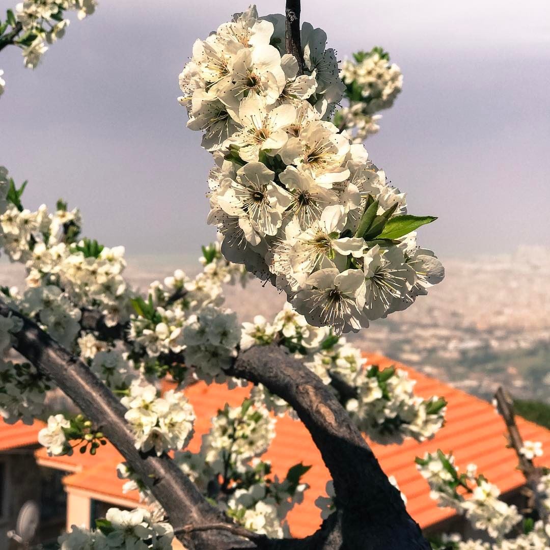 Spring is coming 😁 🇱🇧 & my favorite tree at home is starting to bloom... (`Aytat, Mont-Liban, Lebanon)