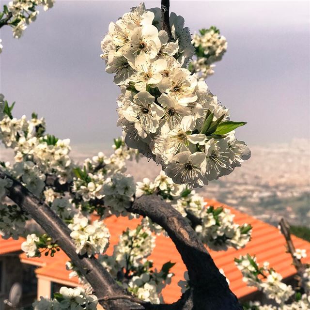 Spring is coming 😁 🇱🇧 & my favorite tree at home is starting to bloom... (`Aytat, Mont-Liban, Lebanon)
