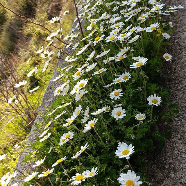 Spring is coming.  spring  changeofseasons  daisies  lebanon  wildflowerجاي (Dayr Al Qamar, Mont-Liban, Lebanon)