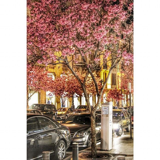  spring is here at  downtownbeirut  beirut  Lebanon  liveliveleb ...