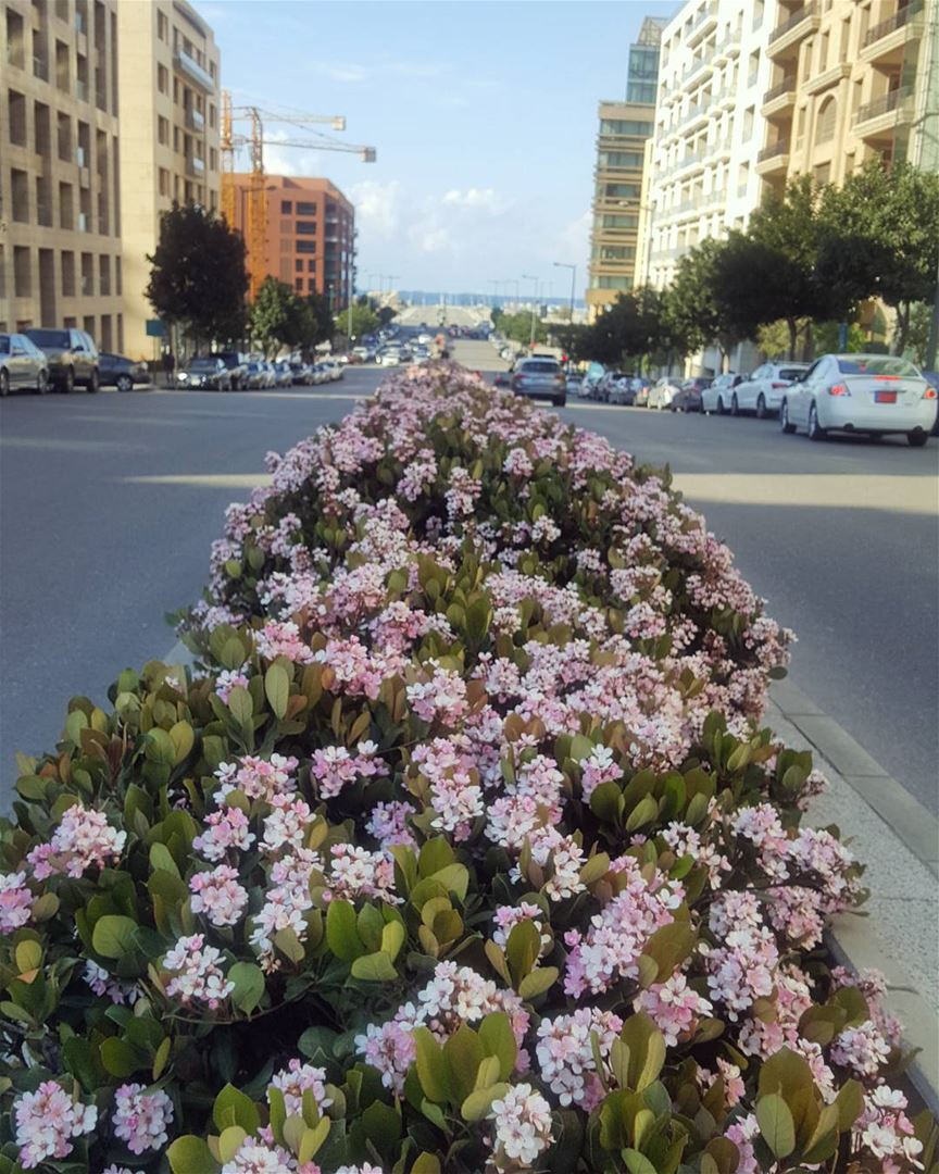 Spring is here..🌸🌸🌸Just close your mouth .. unless you're on insects... (Beirut, Lebanon)
