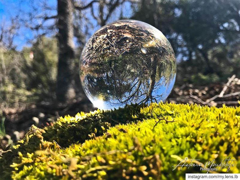 Spring is here 🌲  reservehorshehden   ehden  horshehden  lebanon  spring ... (Horsh Ehden Nature Reserve)