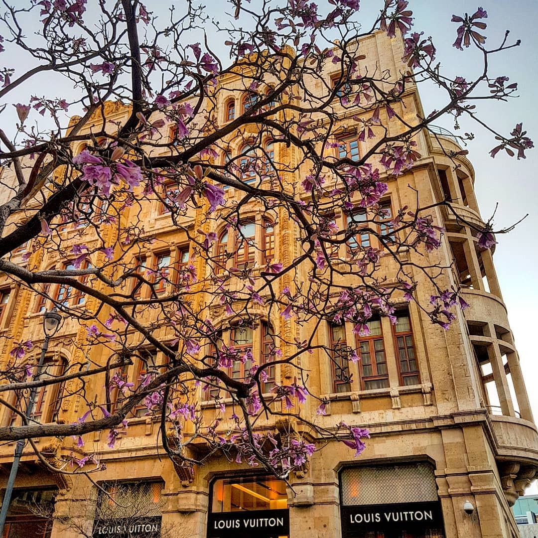  Spring is here...the jacaranda flowers are out!.. jacaranda  tree ... (Beirut, Lebanon)