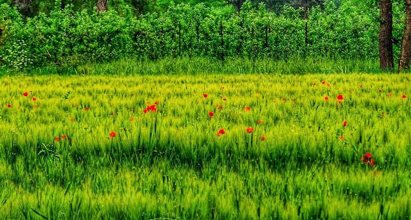 "Spring is nature's way of reminding us that every day is worthy of... (Bekaa Valley)