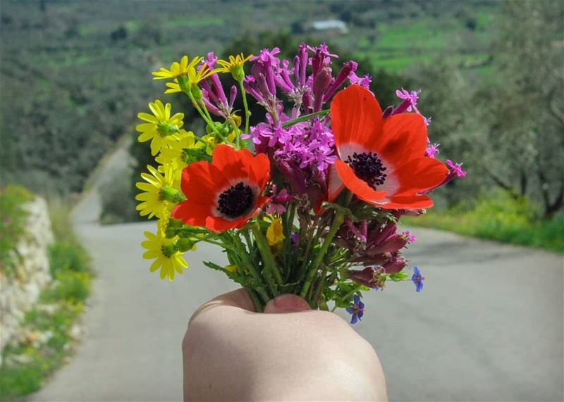 Spring is on the way 😉🌷💐الربيع عالطريق  بينو  الكروم... lebanon ... (Beïno, Liban-Nord, Lebanon)