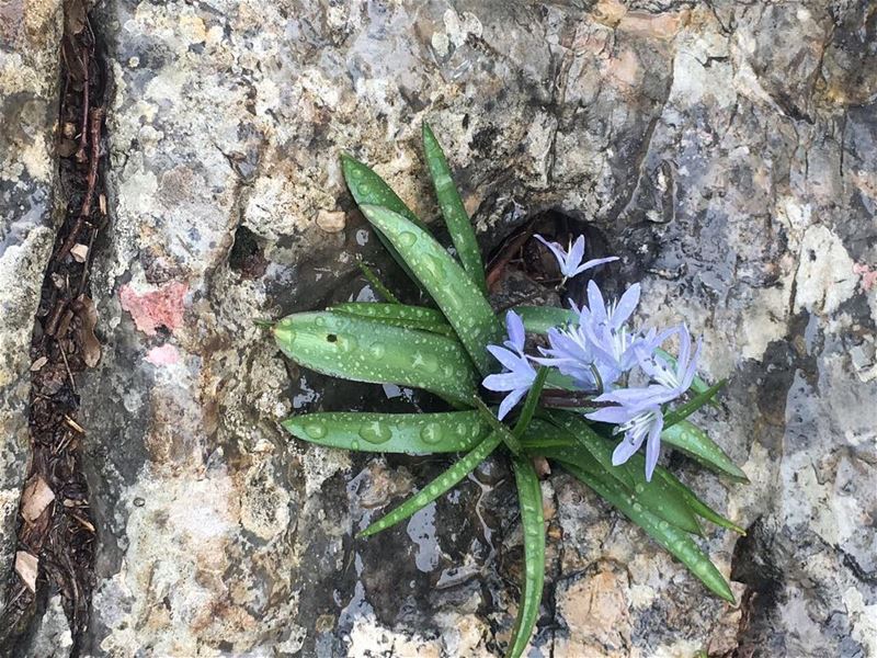 Spring is when life is alive in everything ! JabalMoussa  whatsuplebanon... (Jabal Moussa)