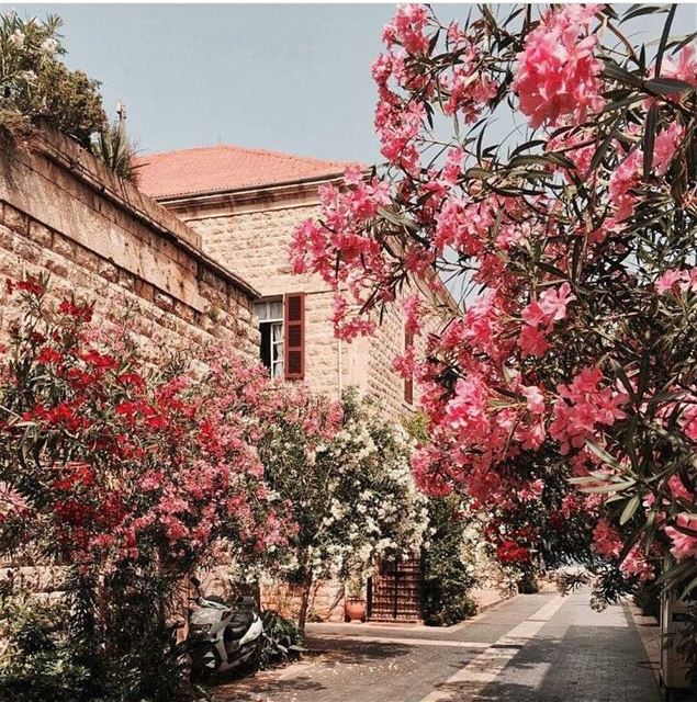  Spring lebanon flowers instagood  instagramers  instagrammers ... (جونية - Jounieh)