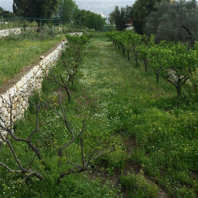  spring  lebanon  lebanon_pictures  instalike  ig_lebanon  trees  flowers ...