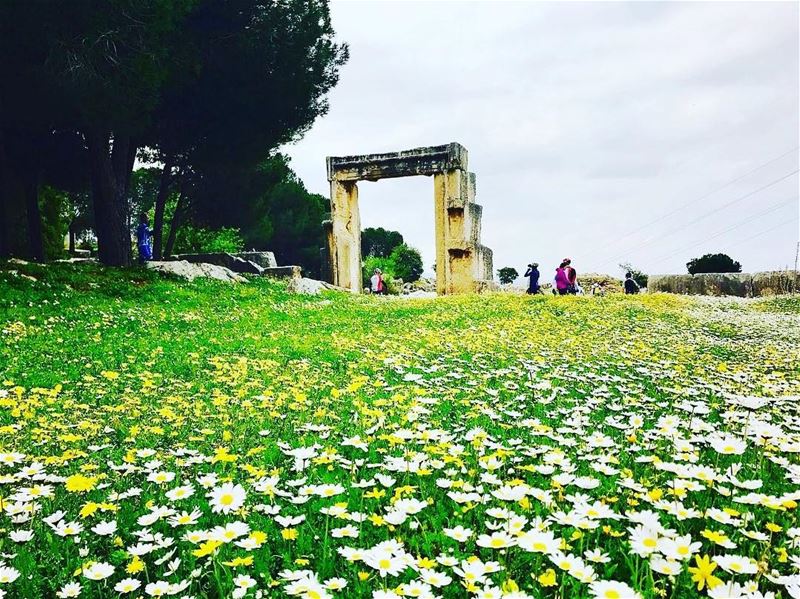  spring lebanon nature livelovelebanon  instagood  instagram  instaglam...