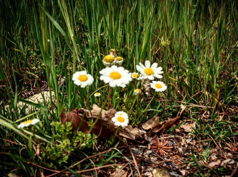  spring .... lovely  weather  lebanon  hrajel  nature  margueritte ...