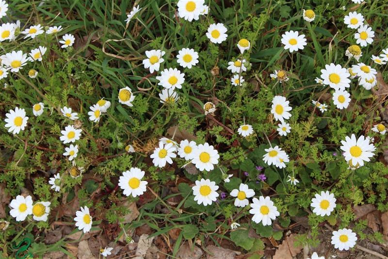 Spring makes everything young again...  natgeotravel  naturelovers ... (Mayruba, Mont-Liban, Lebanon)