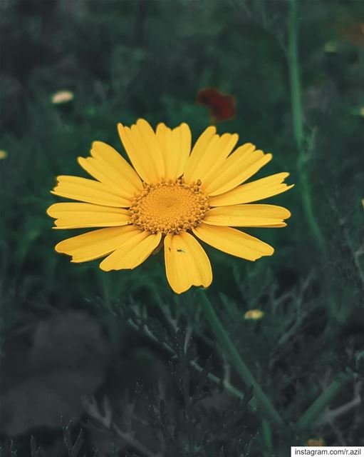  spring  mawar  bungamatahari  sunflower  🌼  🌻 ...