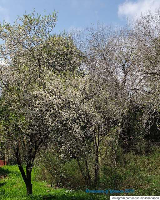 Spring moods......   roadtrip  explore  livelovelebanon  natgeo ... (Ballouneh, Mont-Liban, Lebanon)