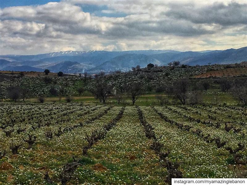 Spring on the horizon💚💛 a7labaladbil3alam 🇱🇧..... photo  love ...