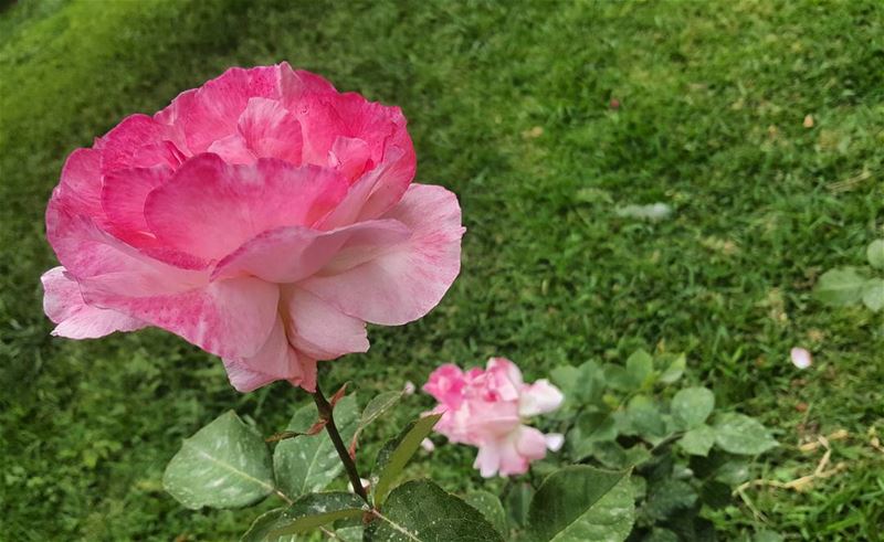  spring  pinkflowers  beauty  beautyaddict  my_lens  roses  flowers  green...