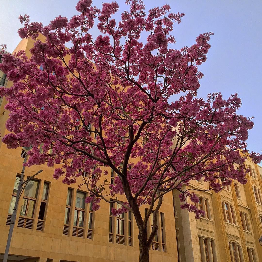  spring  purple  trees  nature  naturecolors  downtown  architecture ... (Downtown, Beirut, Lebanon)
