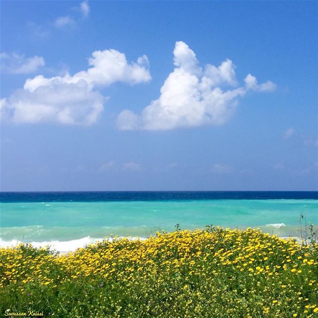  spring  sea  flowers  yellow  blue  clouds ...