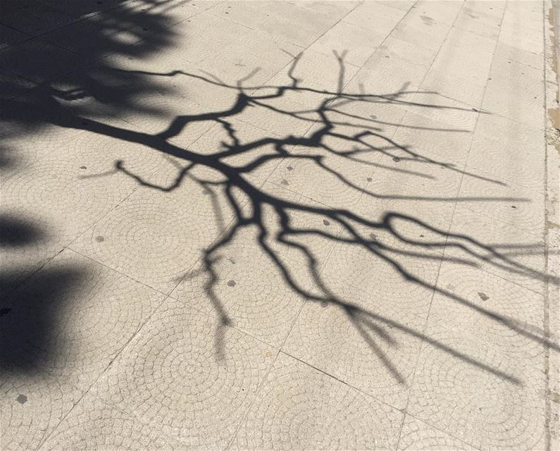 Spring Shadow of a wintery tree! spring  shadow  tree treeoflife ... (Klayaat)