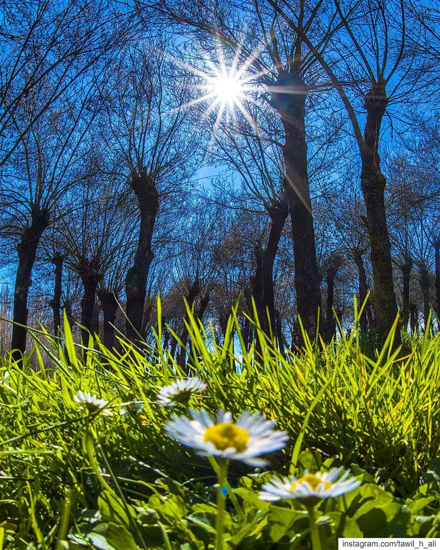 Spring Shine ☀️ 💮---- nature  naturephotography  spring  trees ... (Taanayel- Bekaa)