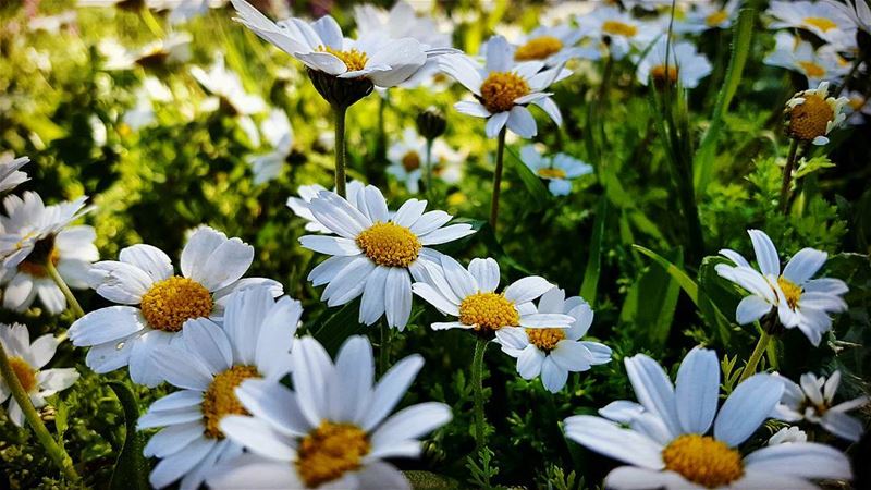 Spring shows what God can do with a drab and dirty world. 🌼🌼Victor Kraf... (Maison Pere Chalhoub -bzemmar)