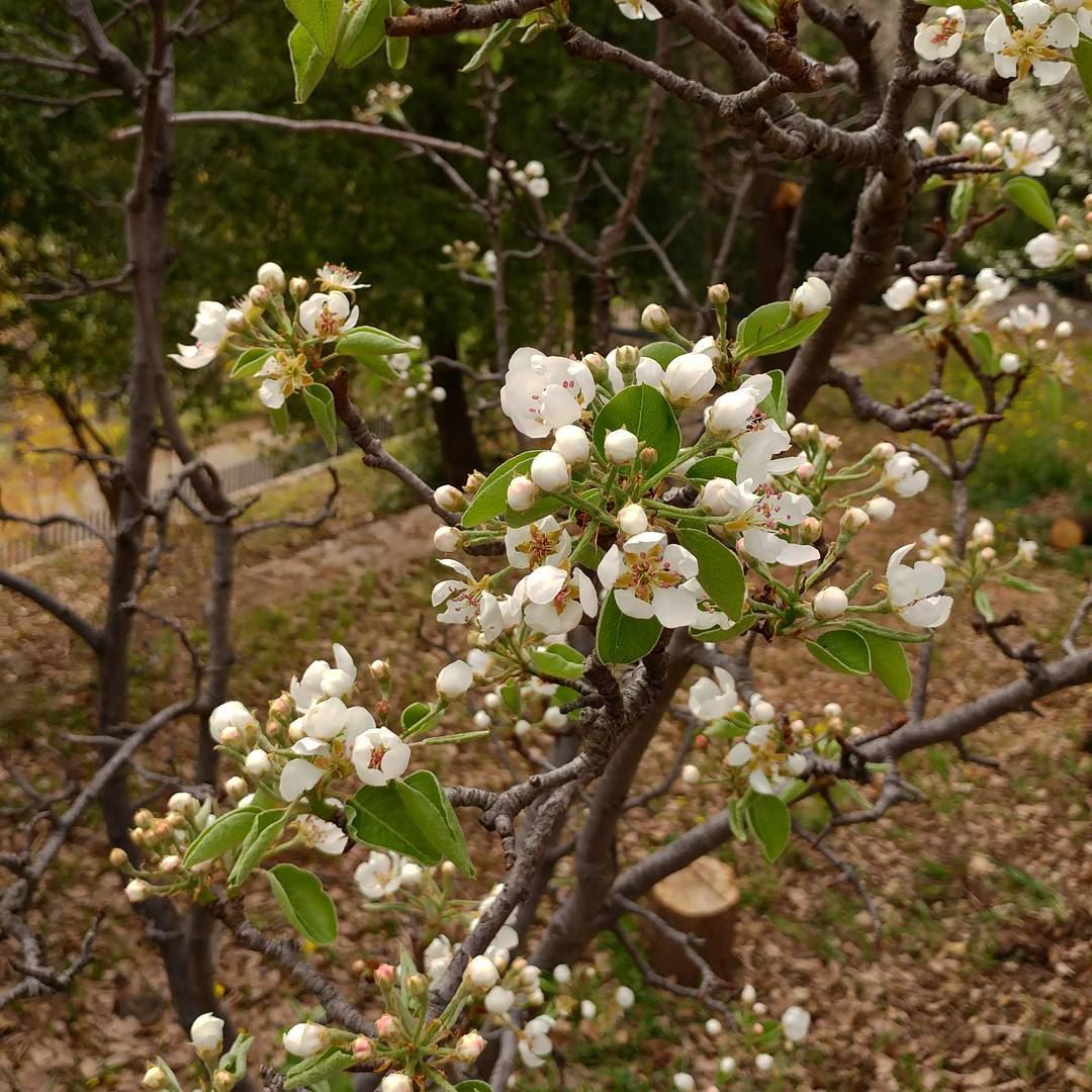 Spring sight.  springflower  springseason  peartree  blossoms ... (Dayr Al Qamar, Mont-Liban, Lebanon)