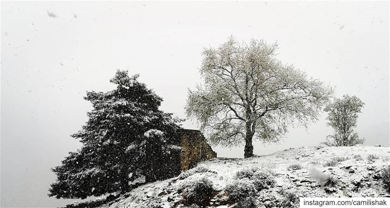 Spring snow in Ehden!  ehden liveloveehden snow nature lebanon north... (Ehden, Lebanon)