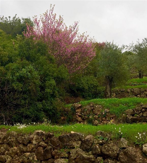   spring  springtime  colors  nature ...
