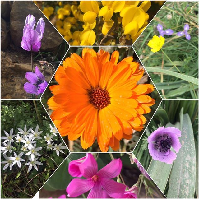 Spring time chez nous a Faraya  nature green flowers colors spring...